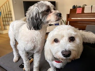photo de suzanne 2 dogs july 2024.jpg