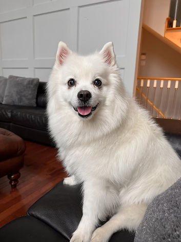Small Eskimo Dog August 21 2024.jpg