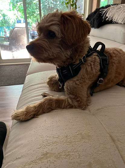 Cockaboo Aug 21 2024.jpg