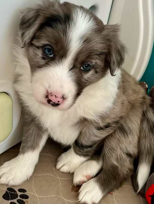 Beautiful Blue Eyes Aug 21, 2024.jpg