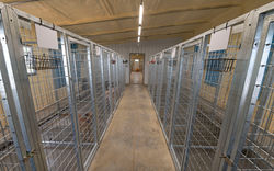 Dog Training Kennel