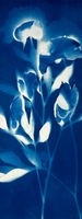 cyanotype, art, structure art, cyanotypie