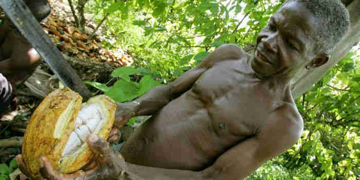 פולי קקאו | רוקחת החלומות