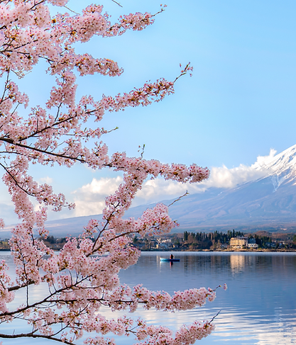 elephant hills Website Banner (1).png