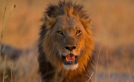 EAST AFRICAN SAFARI - KENYA & TANZANIA - Booking Form