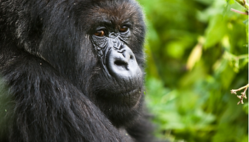 2026 Expo HJ Corflutes (2).png