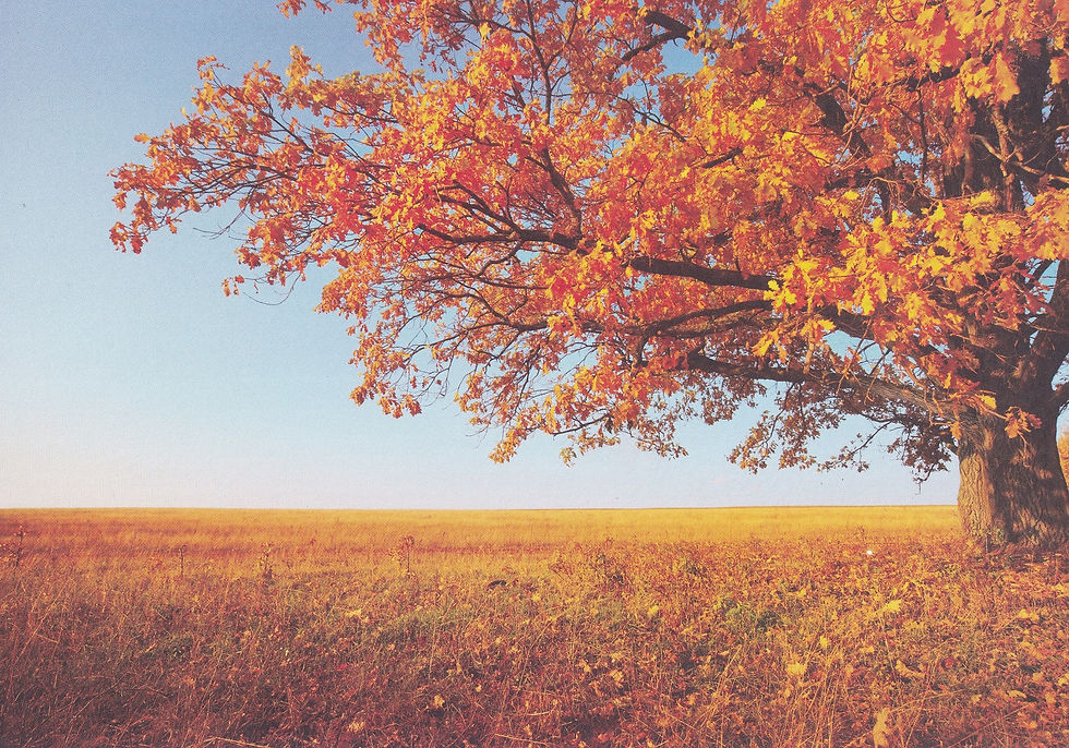 Kanban - Vista Fall Background Card.