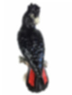 Australian Red Tail Black Cockatoo