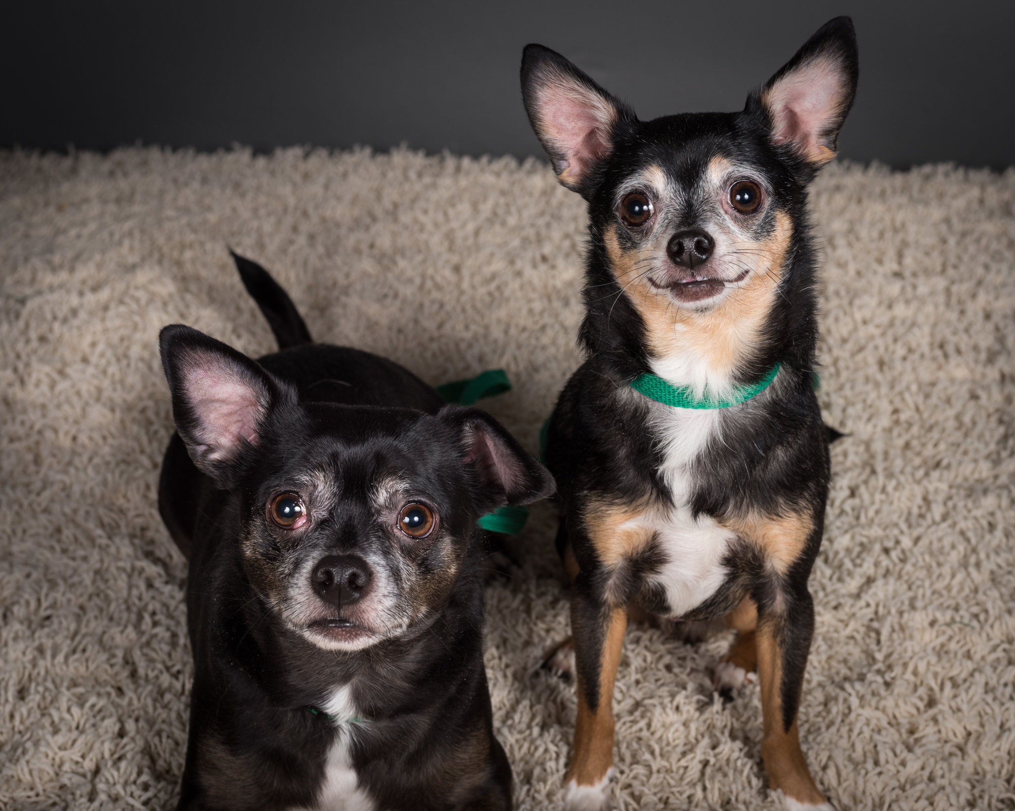 Mat Su Animal Care And Regulation