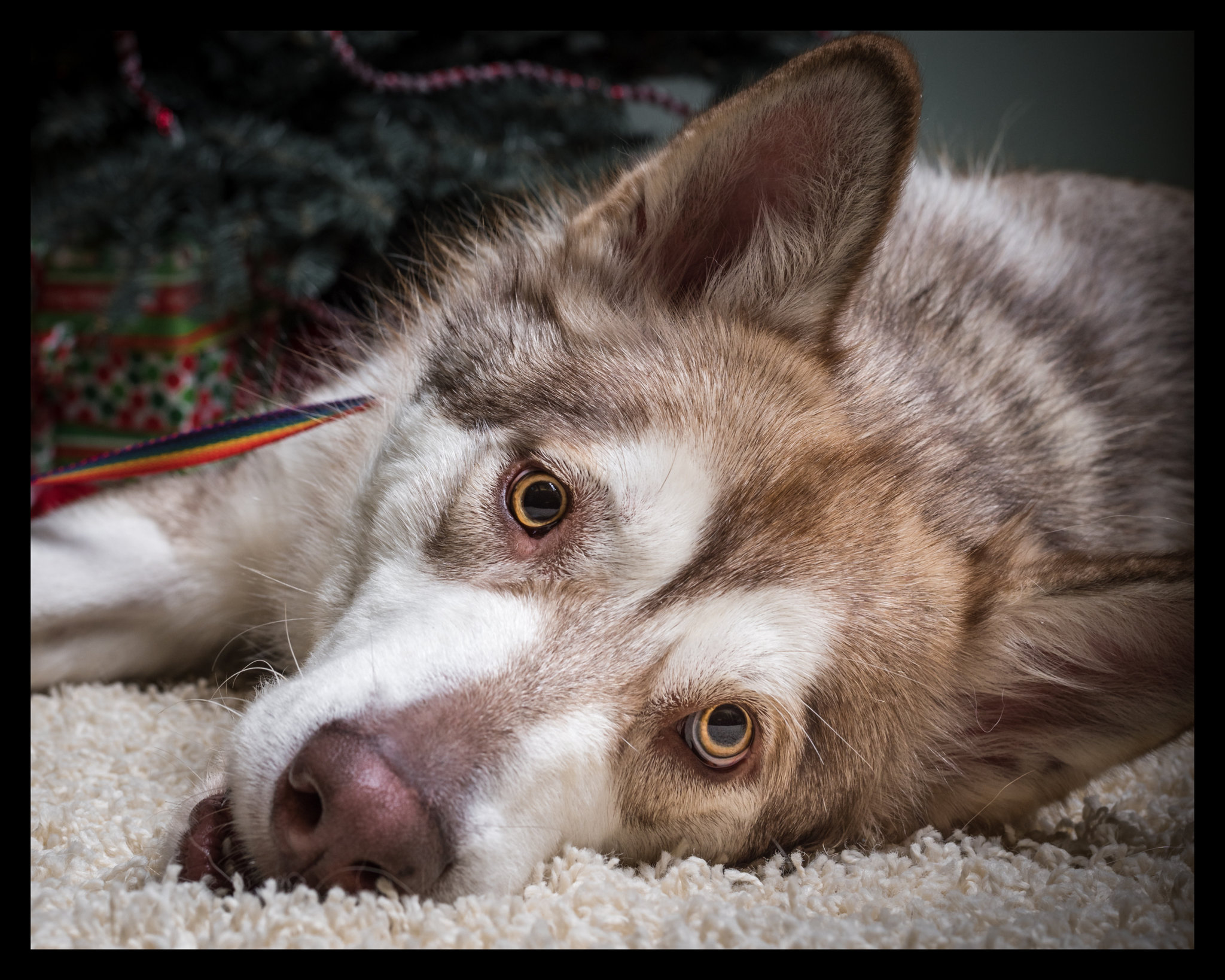 Mat Su Animal Care And Regulation