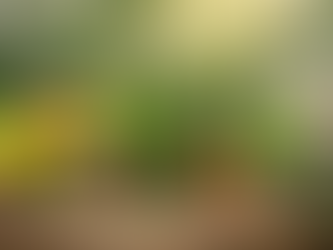 Rituels avec les plantes du printemps : accompagner le renouveau du corps et de l’esprit