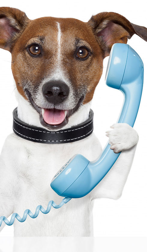 dog-phone-dzhek-rassel-terer.jpg