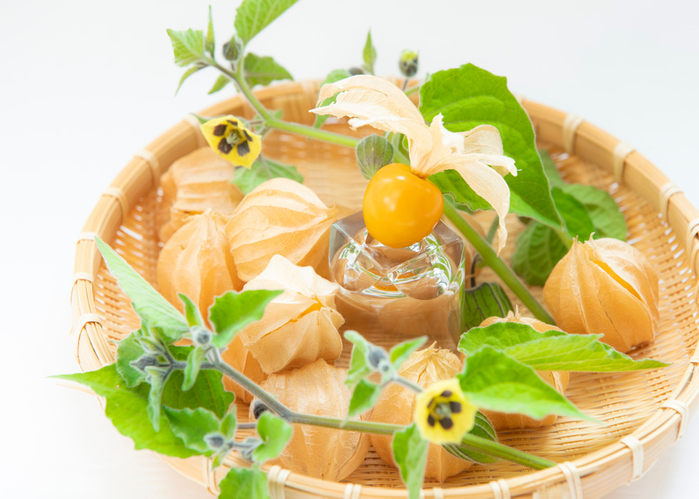 フルーツほおずきの栽培と加工品の販売 ほおずきファーム白馬 フルーツほおずきの栽培と加工品の販売 ほおずきファーム白馬