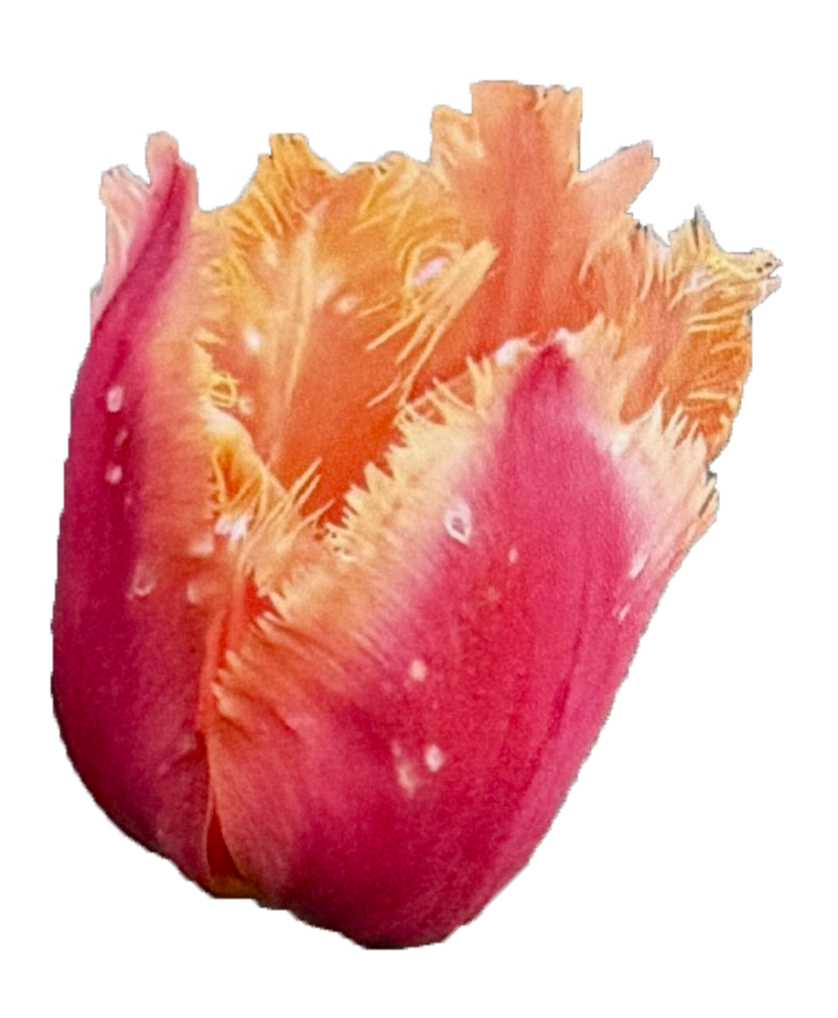 tuplip.png