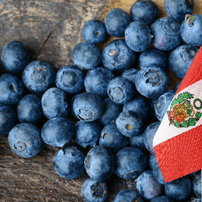 Arándanos: el fruto que impulsa las exportaciones y el agro peruano