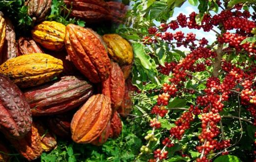 JNC: Exportaciones de café y cacao a la Unión Europea enfrentan nuevos desafíos ambientales