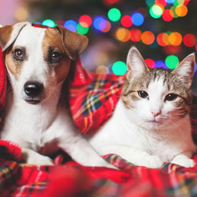 Fuegos artificiales en fiestas: cómo afectan a las mascotas y qué hacer para cuidarlas