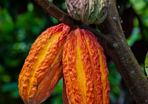 DEVIDA: Transfirió más de S/ 395 mil a Municipalidad de Campo Verde para mejorar producción de cacao