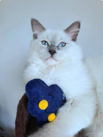 Miniature : Chat qui joue avec un jouet représentant Rosette le nuage