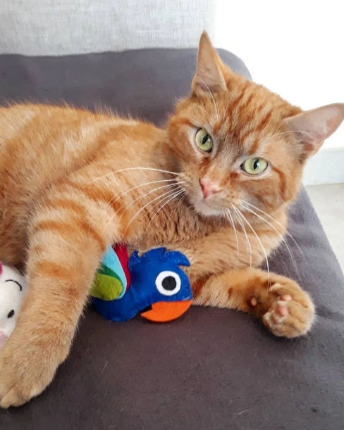 Miniature : Un chat qui joue avec Enrico le perroquet bleu