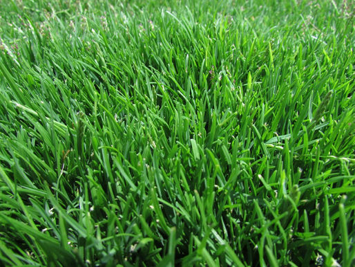 Choosing the Right Sod for Your Lawn in North Texas