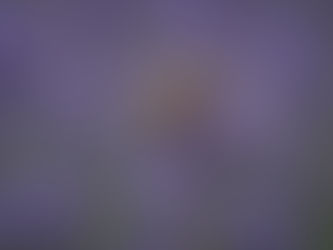 Bee collecting nectar on vibrant purple lavender flowers with a blurred green and purple background, creating a serene mood.