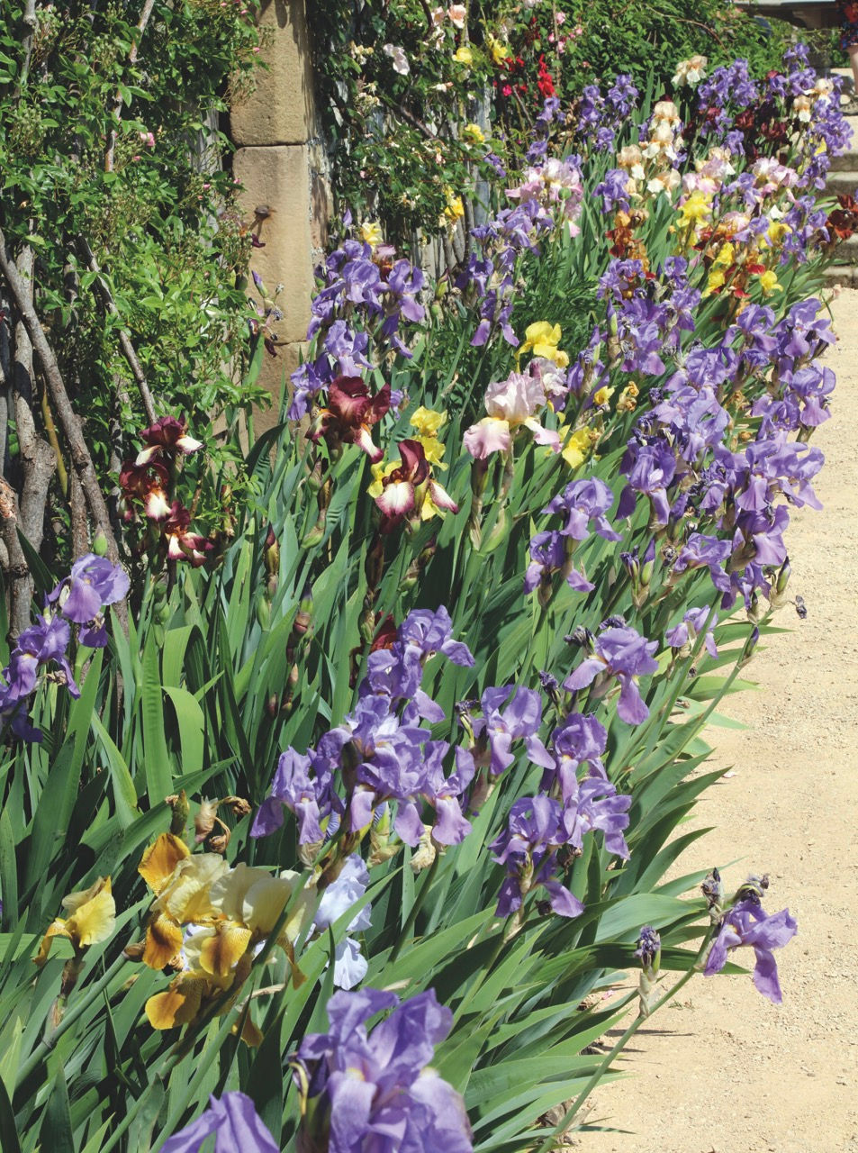 A garden path lined with blooming irises in purple, yellow, and burgundy hues. Lush green leaves and wooden fence on the left.