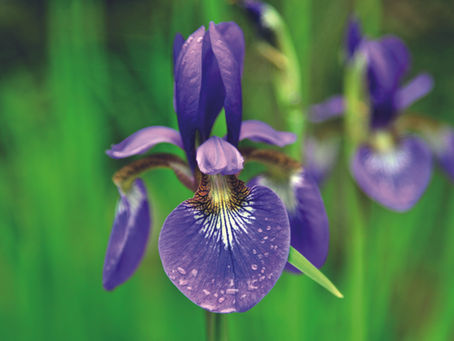 Purple iris flowers with rain droplets against a vibrant green background, creating a fresh and lively atmosphere.
