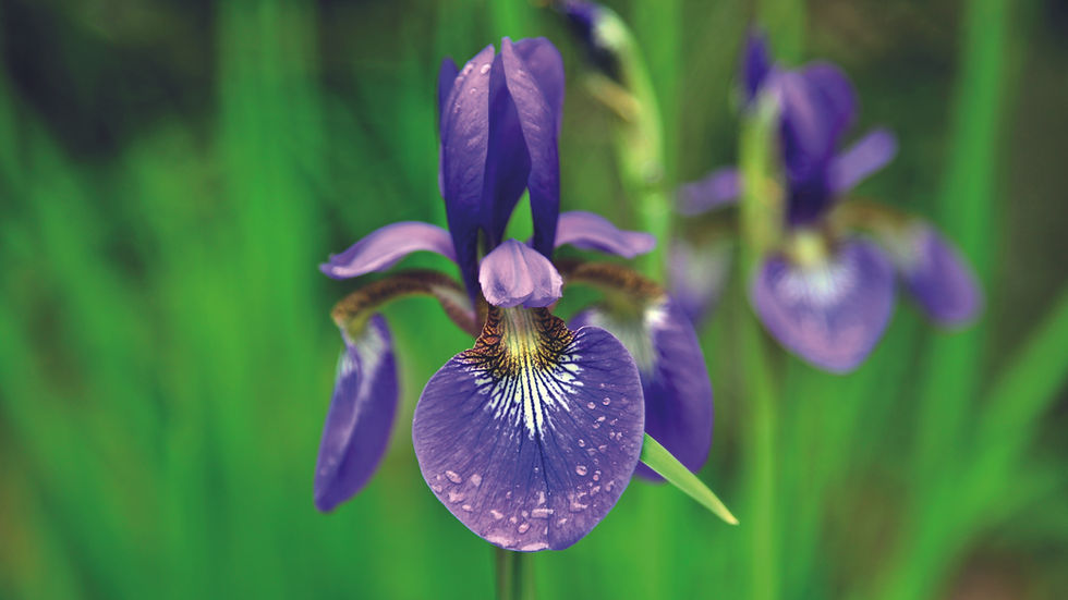 Purple iris flowers with rain droplets against a vibrant green background, creating a fresh and lively atmosphere.