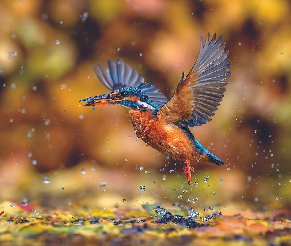 Kingfisher in midair catching a fish above splashing water, with blurred golden background and vivid blue-orange feathers.