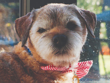 Ted the dogs beautiful terrier face