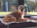 A little caramel brown terrier dog lying down on his bed in the window, wearing a white and red striped bow tie.
