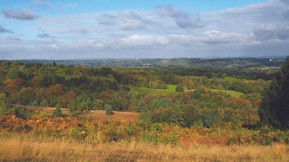 Colorful autumn landscape of rolling green hills, dense forest, and cloudy blue sky, with no people or text visible.