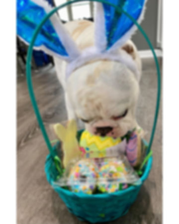 Easter Basket with 1 Toy, doughnuts, 2 iced cookies.