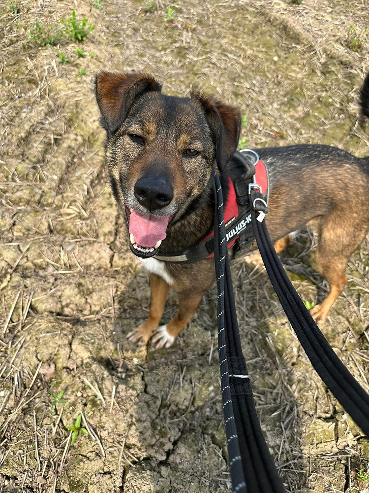 Settling a new rescue dog? 6 tips to prevent an escape