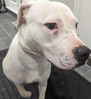 Rolly's lucky escape from the pound