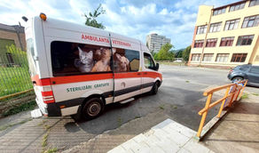 Tackling the stray issue at the source - our upcoming spay campaign