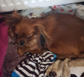 Six new Romanian arrivals as latest rescue girl gives birth
