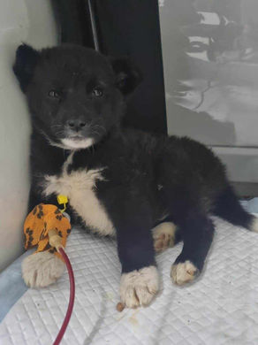 Can my dog be a superhero? Blood donation FAQ
