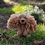 Thumbnail: Saxon The Cocker Spaniel