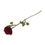 Thumbnail: Rhosyn Coch Hir / Long Red Rose