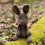 Thumbnail: Cit Crosio / Crochet Kit - Lucy The Hare