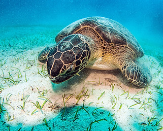 Sea Turtle