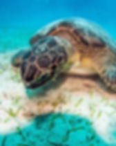 Tortue de mer