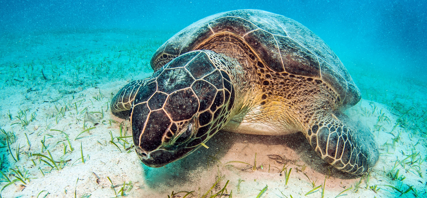 Turtle - Aloha Divers Okinawa