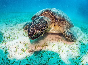 Sea Turtle