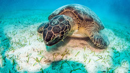 Best Swimming Spots in Bodrum & A Refreshing Shopping Experience at Pafta’m Bodrum Bitez