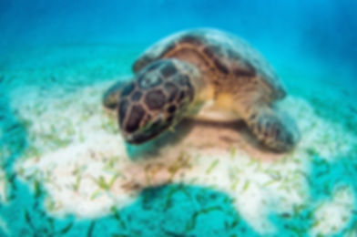 Tortue de mer