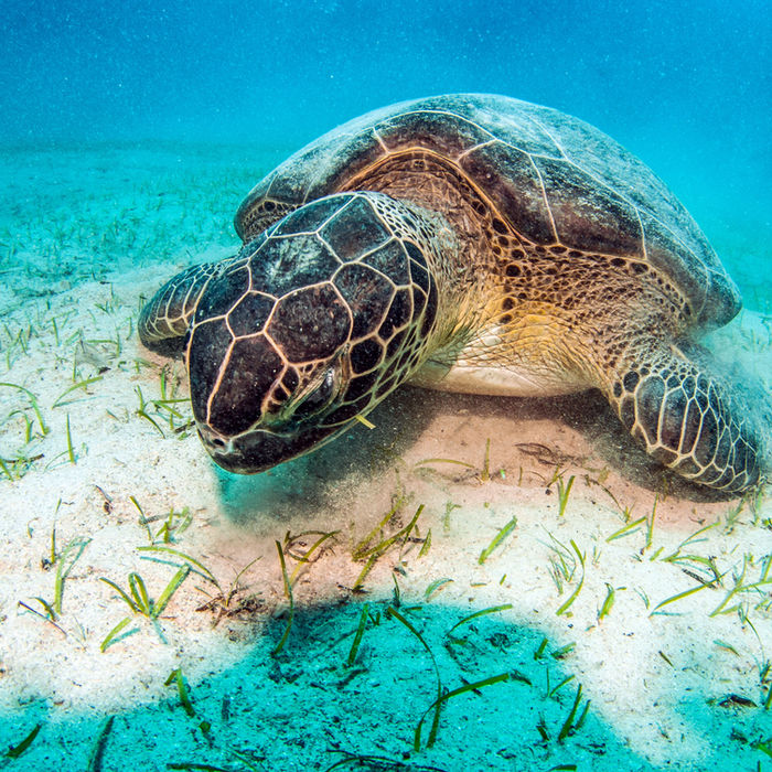 Snorkelling in Sao Pedro