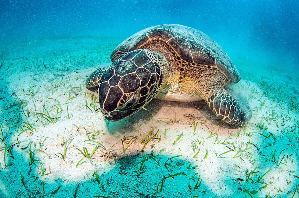 Sea Turtle Underwater
